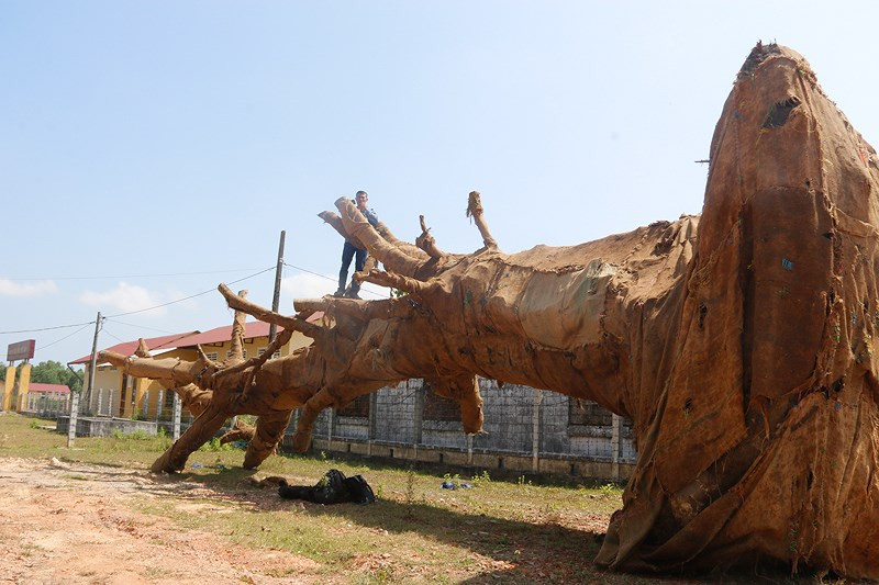 Sau khi kiểm tra, các xe này đều chở cây vượt quá 10% chiều dài xe, quá tải 20%-50%. Lực lượng chức năng đã lập biên bản xử phạt các tài xế với tổng số tiền gần 82 triệu đồng, đồng thời tước bằng lái xe 1-3 tháng.