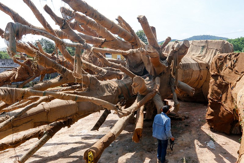 Ba cây này buộc phải bỏ lại tại một bãi đất trống trên quốc lộ 1A, đoạn qua phường Phú Bài, thị xã Hương Thủy để kiểm tra làm rõ về nguồn gốc.