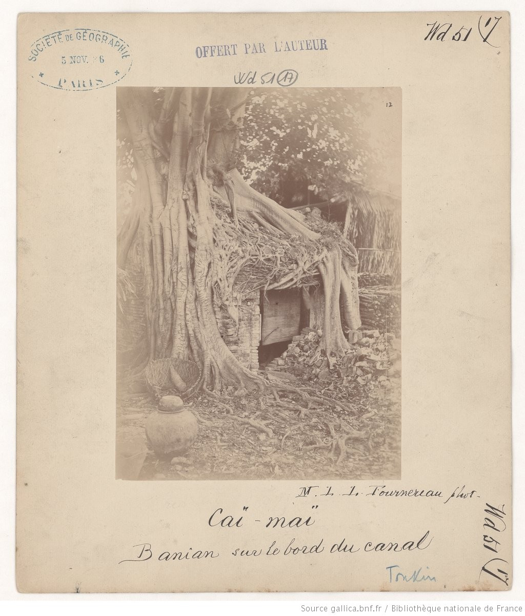 Cây đa bên bờ rạch Cây Mai. Ảnh: Gallica.bnf.fr.