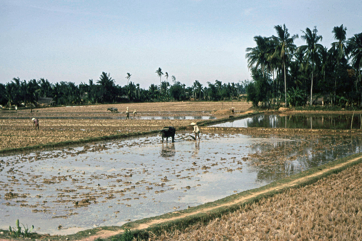 Cảnh làm đồng nhìn từ Quốc lộ 1. Ảnh: Steve Simpson/ 19engrvn.