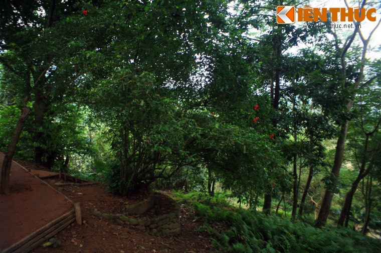 Trước lán Tỉn Keo ngày nay vẫn còn lưu giữ cây râm bụt Bác Hồ trồng năm 1948.