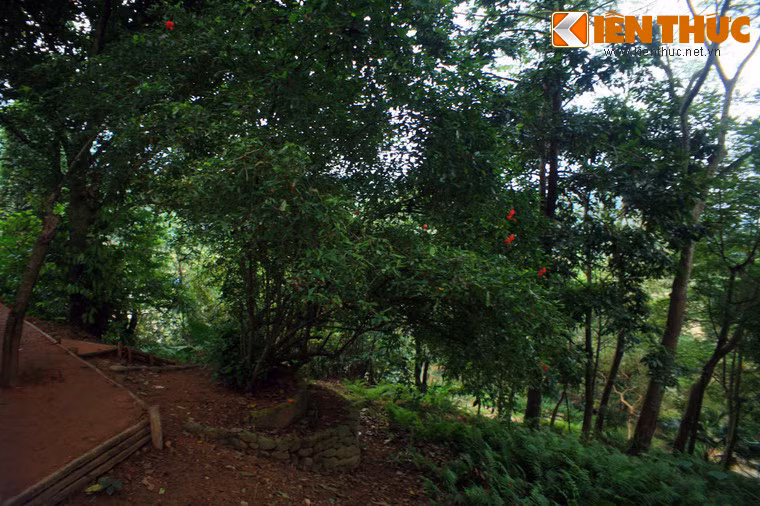 Trước lán Tỉn Keo ngày nay vẫn còn lưu giữ cây râm bụt Bác Hồ trồng năm 1948.