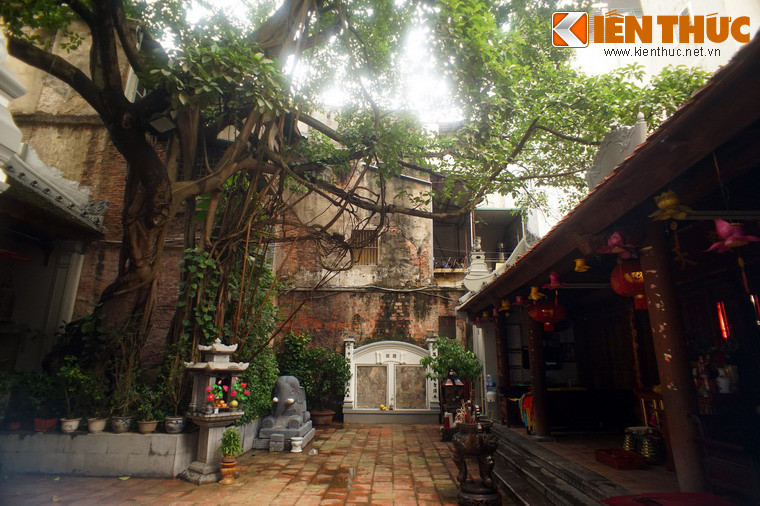 Trước sân đình có một cây đa cổ thụ với phần gốc và thân gân guốc, tán xòe rộng che mát cho mái đình.