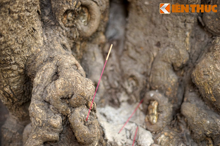 Cây đa đình Cổ Vũ được người dân địa phương coi là rất thiêng. Vì vậy vào ngày rằm, mùng 1 hay lễ, Tết... mọi người lại đến gốc đa thắp hương cầu cúng.