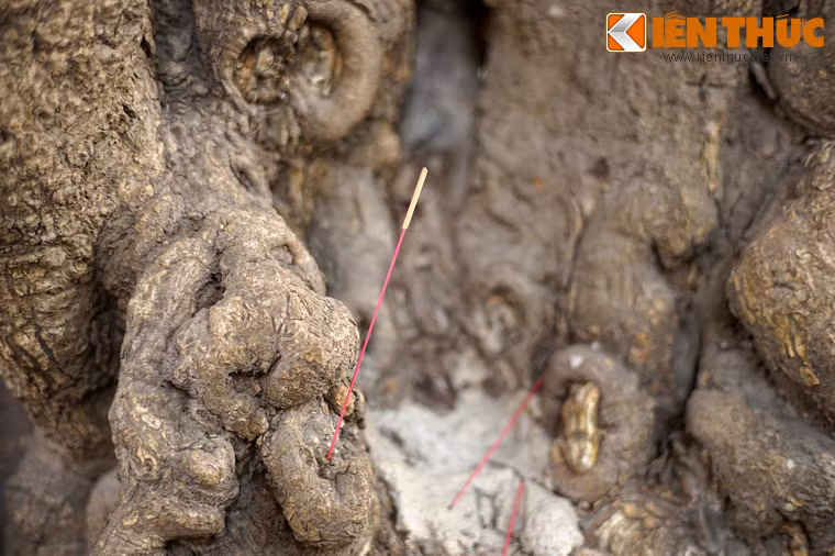 Cây đa đình Cổ Vũ được người dân địa phương coi là rất thiêng. Vì vậy vào ngày rằm, mùng 1 hay lễ, Tết... mọi người lại đến gốc đa thắp hương cầu cúng.