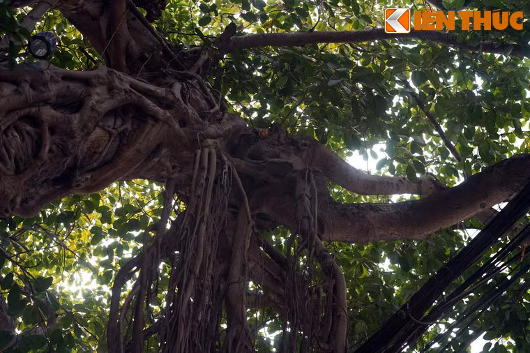 Vì vậy, có thể khẳng định rằng cây đa đình Cổ Vũ đã sống xuyên qua nhiều thế kỷ.