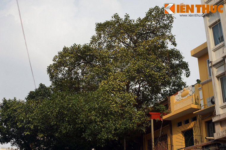 Các tán lá của cây rất rộng, che mát cho mái đình và một vài ngôi nhà lân cận.