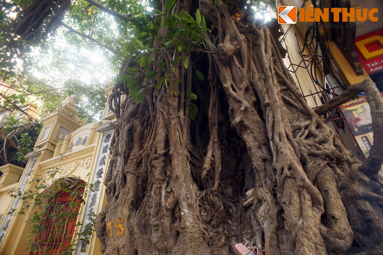 Gốc cây chằng chịt những đường gân cuồn cuộn, đan bện vào nhau nhìn rất ấn tượng.
