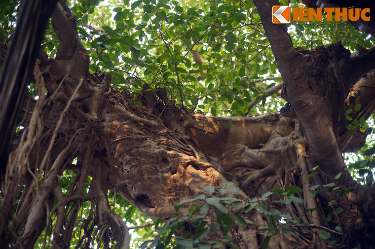 Mặc dù không gian sống rất chật hẹp, cây vẫn khỏe mạnh và xanh tốt cùng dòng thời gian.