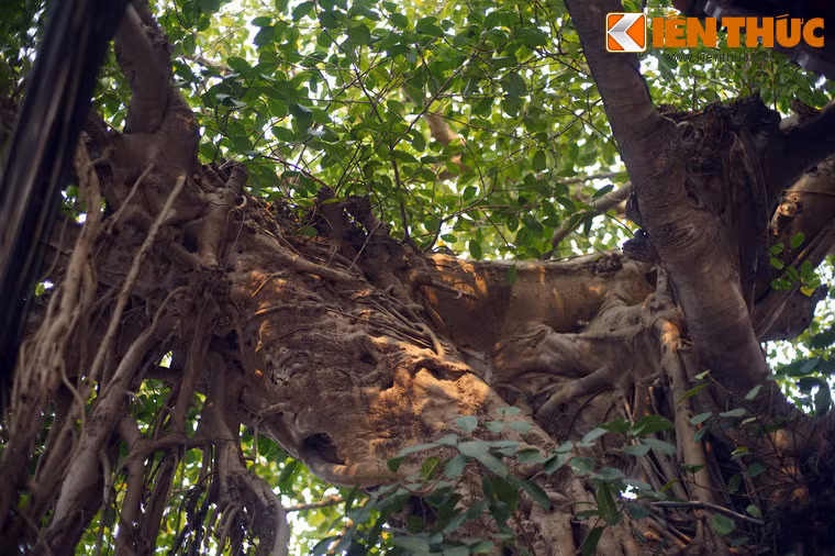 Mặc dù không gian sống rất chật hẹp, cây vẫn khỏe mạnh và xanh tốt cùng dòng thời gian.