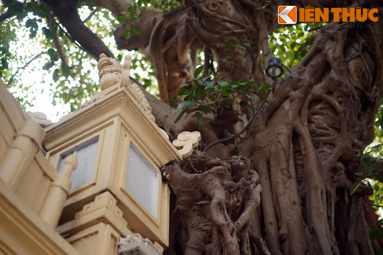 Các bậc cao niên sống trên phố Hàng Gai cũng khẳng định, từ khi còn là đứa bé, họ đã thường xuyên chơi đùa quanh gốc đa lớn.