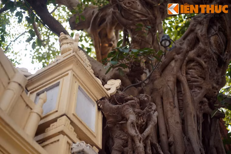 Các bậc cao niên sống trên phố Hàng Gai cũng khẳng định, từ khi còn là đứa bé, họ đã thường xuyên chơi đùa quanh gốc đa lớn.