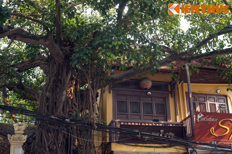 Không chỉ là một chứng nhân lịch sử, cây đa cổ thụ mọc trên cổng đình còn tạo nên một cảnh quan độc đáo, góp phần làm nên sự hấp dẫn của phố cổ Hà Nội trong con mắt du khách bốn phương ngày hôm nay.