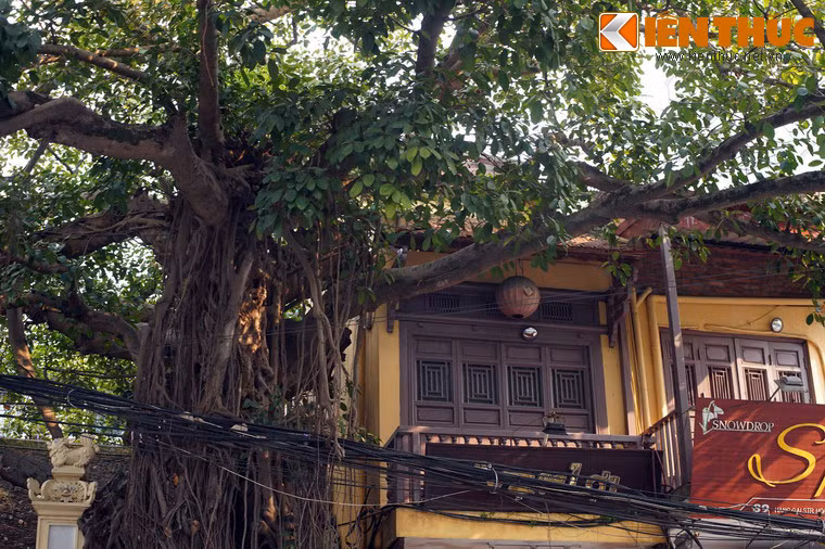 Không chỉ là một chứng nhân lịch sử, cây đa cổ thụ mọc trên cổng đình còn tạo nên một cảnh quan độc đáo, góp phần làm nên sự hấp dẫn của phố cổ Hà Nội trong con mắt du khách bốn phương ngày hôm nay.