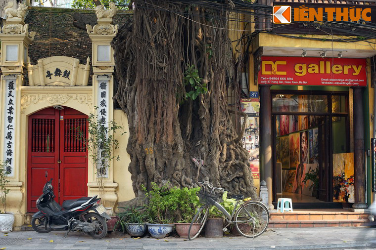 Hiện nay không ai biết cây có từ bao giờ, chỉ biết rằng hình ảnh cây đa cổ thụ đã xuất hiện trong những bức ảnh người Pháp chụp đình Cổ Vũ đầu thế kỷ 20.