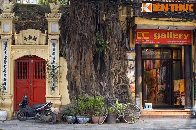 Hiện nay không ai biết cây có từ bao giờ, chỉ biết rằng hình ảnh cây đa cổ thụ đã xuất hiện trong những bức ảnh người Pháp chụp đình Cổ Vũ đầu thế kỷ 20.