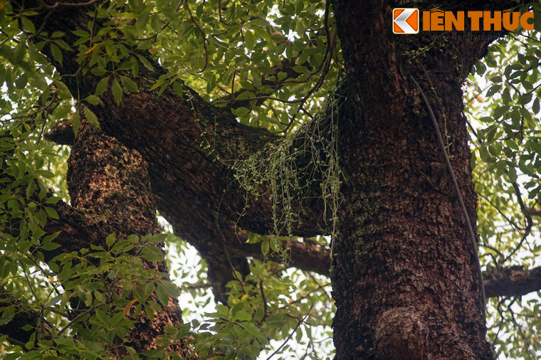 Các loài cây kí sinh càng tô điểm thêm cho vẻ già cỗi, rêu phong của cây.