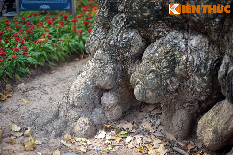 Quanh phần gốc có vô số “khối u” to nhỏ khác nhau, khiến gốc cây có hình thù vô cùng cổ quái.