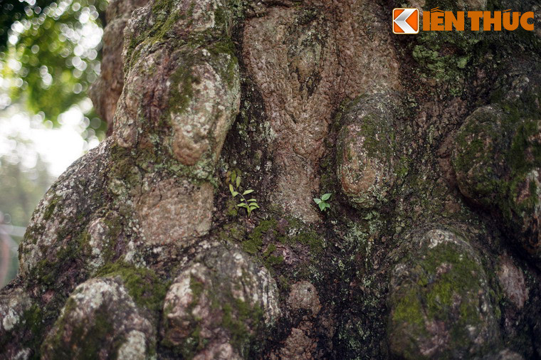 Cây gạo này đã chết vào khoảng hơn chục năm trước, để lại nhiều tiếc nuối cho người dân thủ đô.