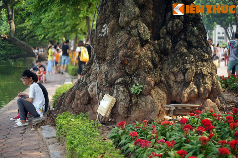 Theo ước lượng, chu vi gốc cây lên đến 8-9 mét, bốn người ôm không hết.