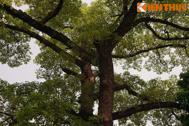 Thân cây chia thành hai nhánh lớn, các tán lá xòe rất rộng.