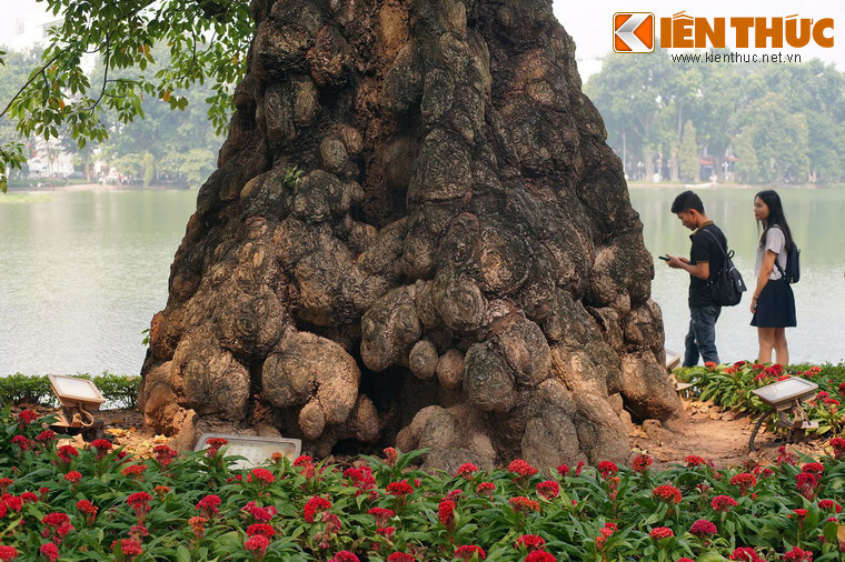 Cây gạo này gây ấn tượng đặc biệt với du khách ghé thăm bờ hồ bởi phần gốc rất lớn.