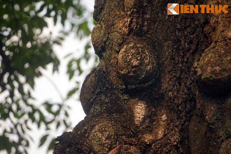 Vỏ cây sần sùi, mang đầy dấu ấn thời gian. Một số nguồn tư liệu cho rằng cây có tuổi đời khoảng 2 thế kỷ.