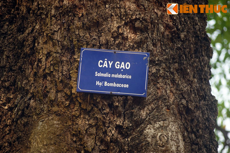 Theo các bậc cao niên của Hà Nội, trước kia bờ Hồ Gươm từng có hai cây gạo cổ thụ. Ngoài cây gạo đề cập ở đây còn một cây khác nằm ngay trước cổng đền Ngọc Sơn.