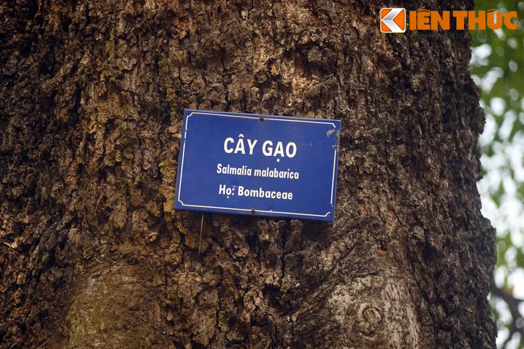 Theo các bậc cao niên của Hà Nội, trước kia bờ Hồ Gươm từng có hai cây gạo cổ thụ. Ngoài cây gạo đề cập ở đây còn một cây khác nằm ngay trước cổng đền Ngọc Sơn.