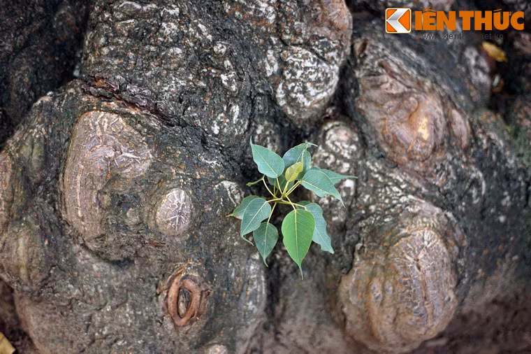 Theo dòng thời gian, rất nhiều cây gạo đã mất đi cùng với sự phát triển thành phố. Cây gạo bên bờ hồ là một trong số không nhiều cây gạo cổ thụ còn hiện diện ở khu vực nội thành của Hà Nội…