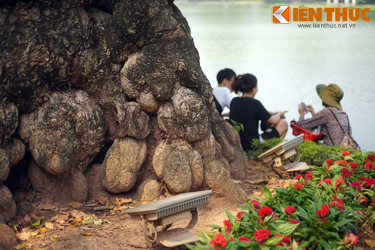 Cây gạo là hình ảnh rất đỗi thân quen trong tâm thức người Việt, thường được biết đến qua câu thành ngữ "Thần cây đa, ma cây gạo". Đây là một loài cây được trồng khá nhiều ở Hà Nội xưa.