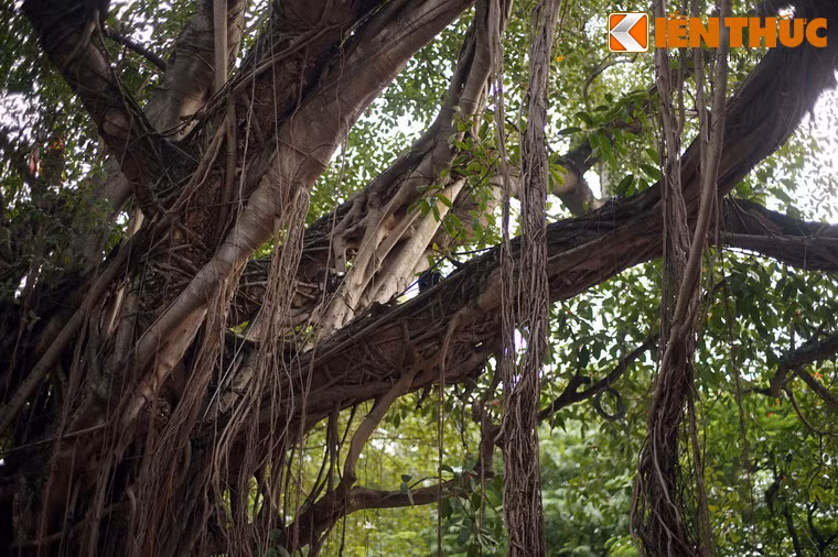 Tán cây rộng cả trăm mét vuông, khiến không gian dưới gốc cây luôn mát mẻ, kể cả trong những ngày trời oi bức.