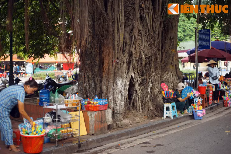 Theo lời kể được truyền lại, ở vị trí của cây đa này từng là một cây gạo lớn. Các quan thời xưa đi lễ đền thường buộc ngựa vào gốc cây gạo.