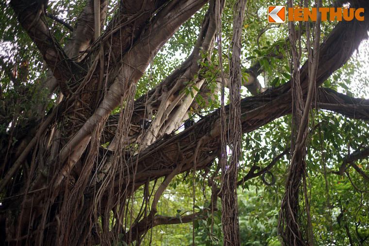 Tán cây rộng cả trăm mét vuông, khiến không gian dưới gốc cây luôn mát mẻ, kể cả trong những ngày trời oi bức.