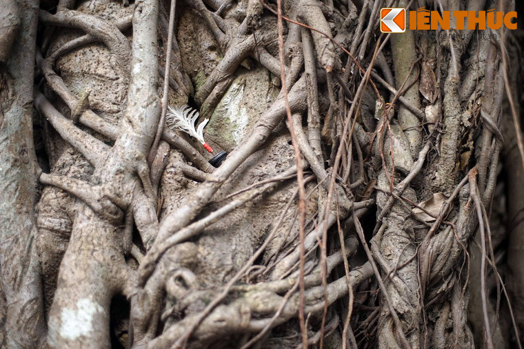 Không chỉ ghi dấu những biến cố lịch sử của thủ đô, cây đa này cũng là nơi lưu lại kỷ niệm của rất nhiều người Hà Nội, dù còn sống hay đã khuất…