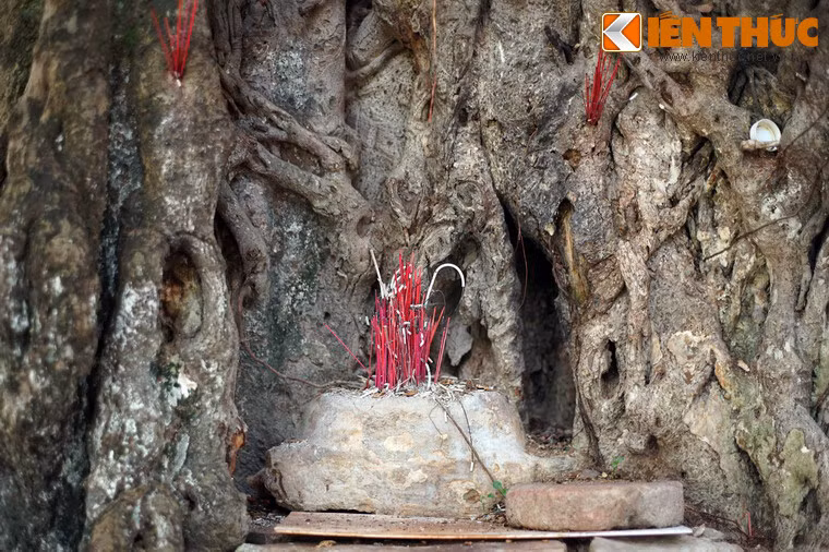 Trong một hõm ở gốc cây, người dân lập bàn thờ và thường xuyên hương khói.