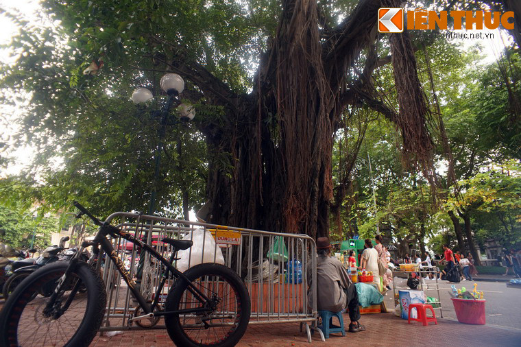 Sau bốn thế kỷ tồn tại, cây đã đạt đến một kích thước đồ sộ, khiến nhiều người choáng ngợp khi chứng kiến.