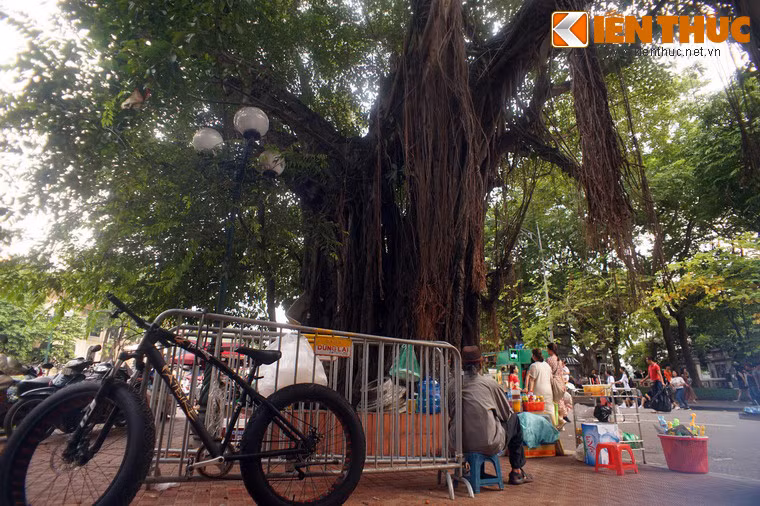 Sau bốn thế kỷ tồn tại, cây đã đạt đến một kích thước đồ sộ, khiến nhiều người choáng ngợp khi chứng kiến.