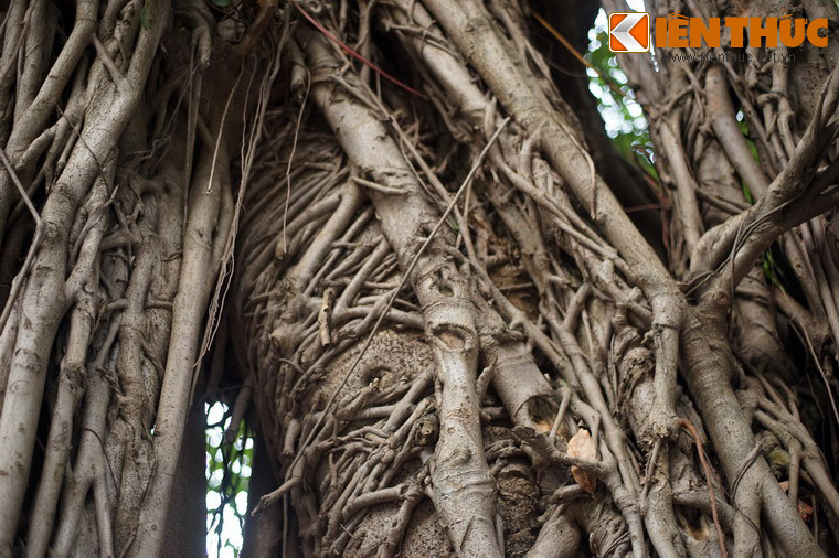 Cây có nhiều thân, trong đó thân chính nằm ở giữa. Các thân phụ bao bọc xung quanh, xưa kia vốn là rễ khí sinh, theo thời gian cắm xuống đất và lớn dần, hòa quyện vào thân chính.