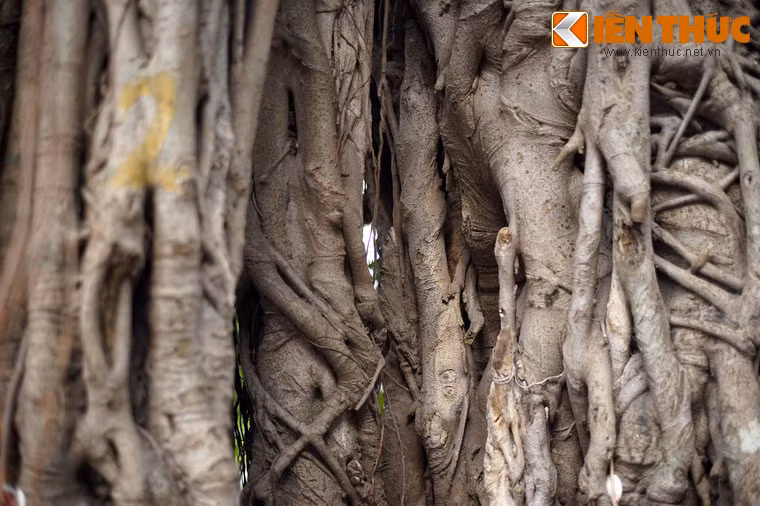 Cây gạo chết đi và mục dần theo thời gian, để lại một hõm sâu trong lòng cây đa.