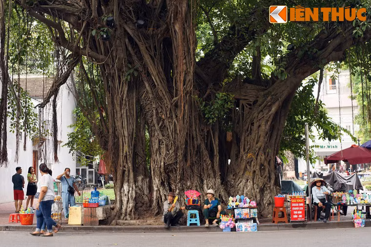 Cây đa cổ thụ cạnh đền Bà Kiệu, Hoàn Kiếm, Hà Nội. Trên phương diện khoa học, đa là một loài cây thuộc họ Dâu tằm (Moraceae), có thể phát triển thành cây cổ thụ khổng lồ. Ở Việt Nam loài cây này được trồng phổ biến ở nhiều đền, chùa, đình, miếu...