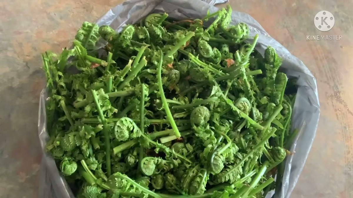 1. Kiểm soát lượng rau: Nếu bạn thực sự muốn ăn loại rau này, bạn buộc phải kiểm soát lượng rau dớn mà mình tiêu thụ, tránh gây hại cho cơ thể do háu ăn.