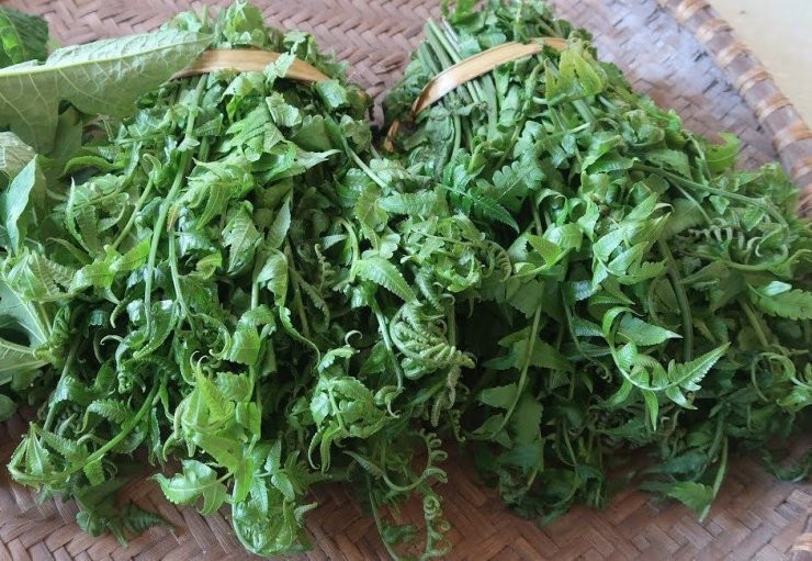 Tuy nhiên, không nên ăn rau rừng một cách bừa bãi. Nếu không hiểu rõ về thành phần có trong rau rừng, đôi khi sẽ ăn nhầm phải loại rau có chứa những hoạt chất rất dễ gây hại cho sức khỏe của chúng ta.