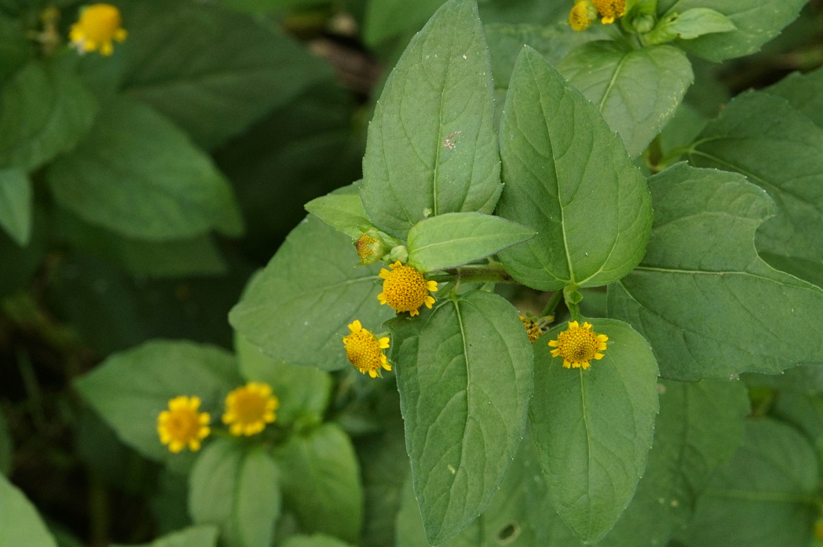 Ngoài ra, cỏ thiên văn còn có thể được dùng chữa sốt rét, rắn độc cắn, chữa cảm mạo ho, tiêu chảy, sâu răng, viêm khớp dạng thấp,… công dụng chữa bệnh của rất rộng rãi.