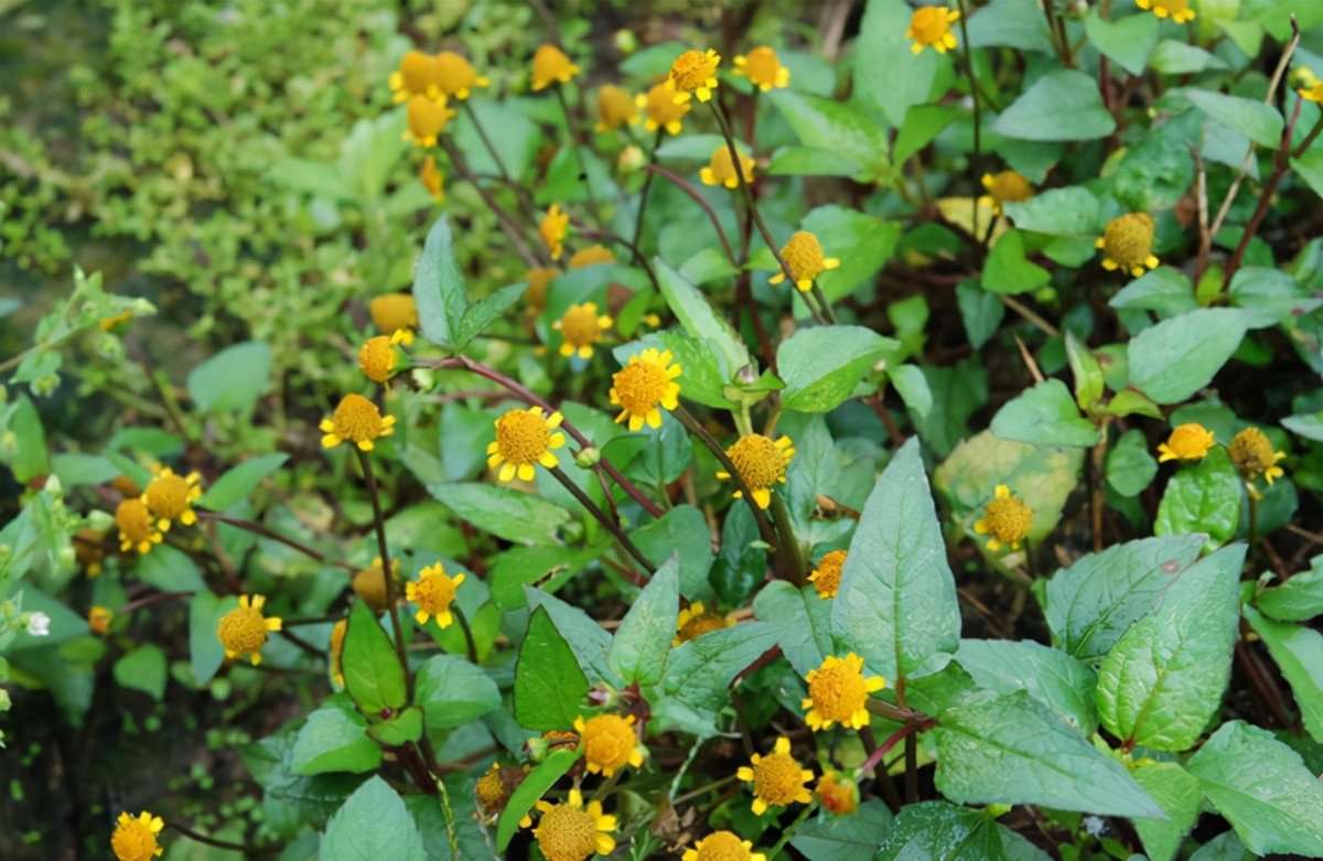 Mùa hè, những bông cúc vàng nở rộ. Chúng thường mọc ở ven ruộng, thành từng đám ven đường, bụi rậm hoặc những nơi ẩm thấp, thân màu đỏ tía, có lông mịn, lá đơn mọc đối.