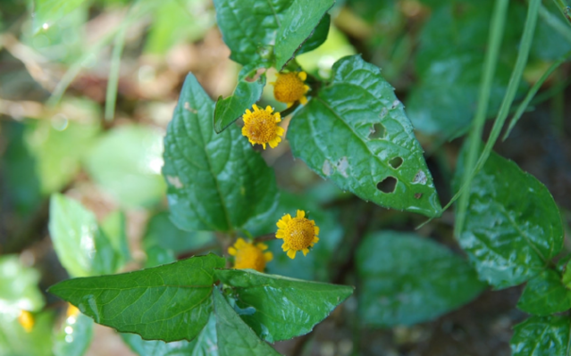 Để ý kỹ hơn, những bông hoa nhỏ của loài cỏ dại này thực sự trông giống như một chiếc cúc áo, màu vàng óng rất đẹp mắt.