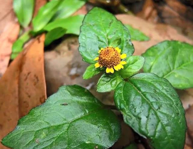 Đối với một số vết loét hoặc vết thương khó lành, cỏ thiên văn còn có tác dụng chữa lành. Có thể dùng nước sắc cỏ này rửa vùng tổn thương hoặc bôi lên.