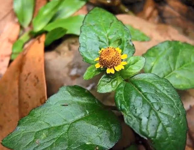 Đối với một số vết loét hoặc vết thương khó lành, cỏ thiên văn còn có tác dụng chữa lành. Có thể dùng nước sắc cỏ này rửa vùng tổn thương hoặc bôi lên.