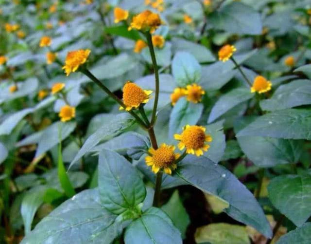 Tuy vậy, mùi vị nước sắc của cỏ thiên văn không dễ chịu nên mọi người thường thêm một chút đường nâu vào, uống trước khi ra ngoài, vừa chống say nắng lại vừa giải nhiệt.