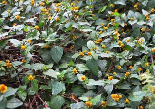 Nhiều vùng ở Trung Quốc có bài thuốc dân gian sử dụng nhụy hoa thiên văn để chữa đau răng sâu, tác dụng nhanh chóng và hiệu quả hơn cả thuốc giảm đau. Mặc dù vậy, cỏ thiên văn được ghi chép là có độc tính nhỏ, không thích hợp dùng quá liều.